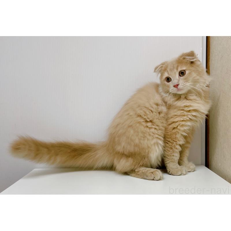 販売中の東京都のスコティッシュフォールド(折れ耳)-125724の2枚目