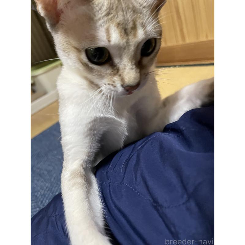 販売中の広島県のシンガプーラ-125610の3枚目