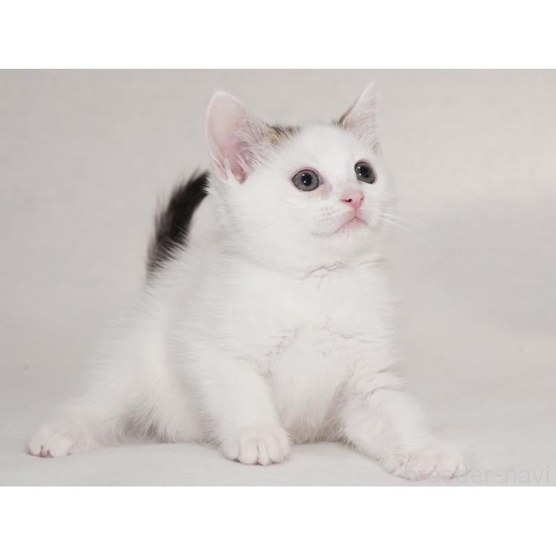 販売中の東京都のマンチカン-129862の12枚目