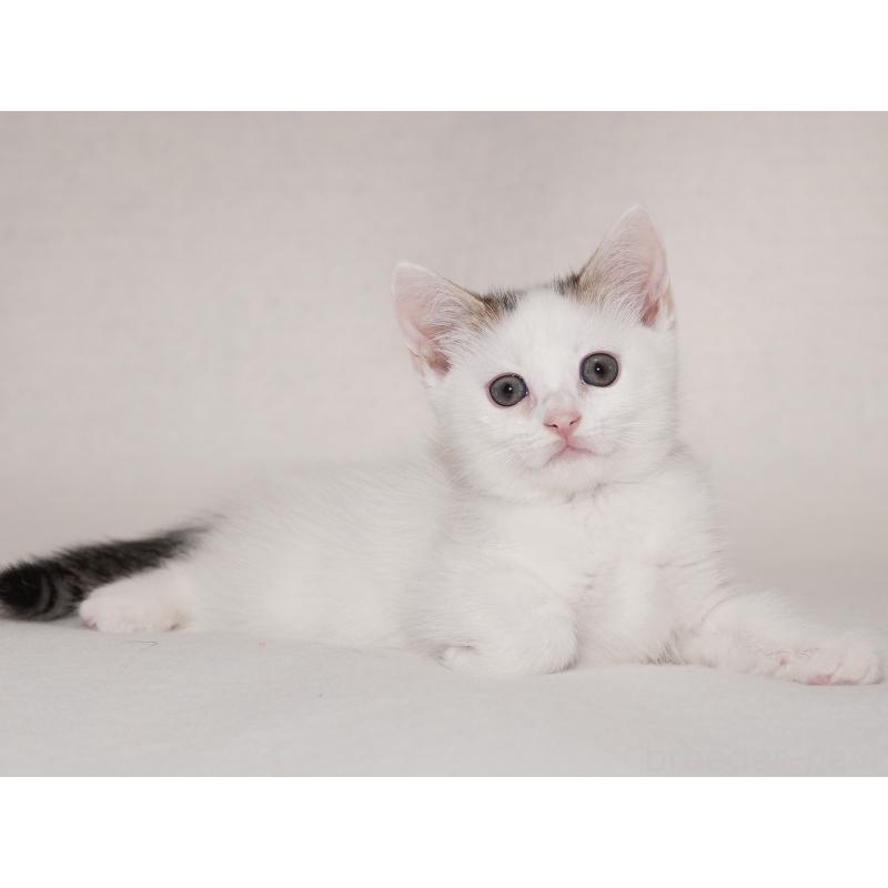 販売中の東京都のマンチカン-129862の11枚目