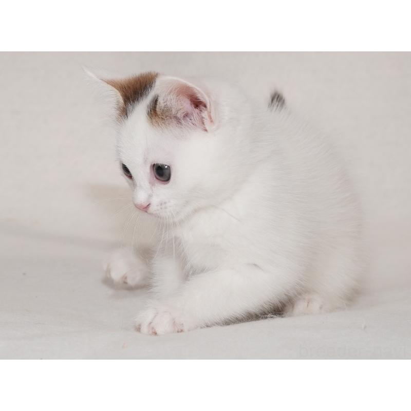 販売中の東京都のマンチカン-129862の10枚目