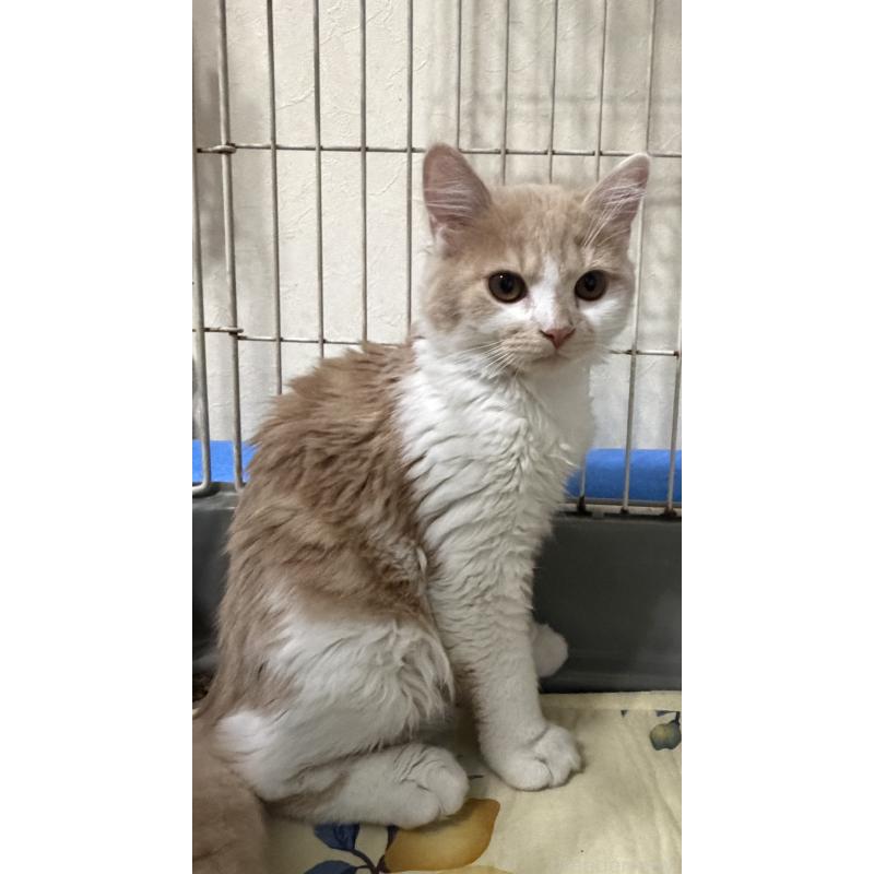 販売中の埼玉県のスコティッシュフォールド-124878の10枚目