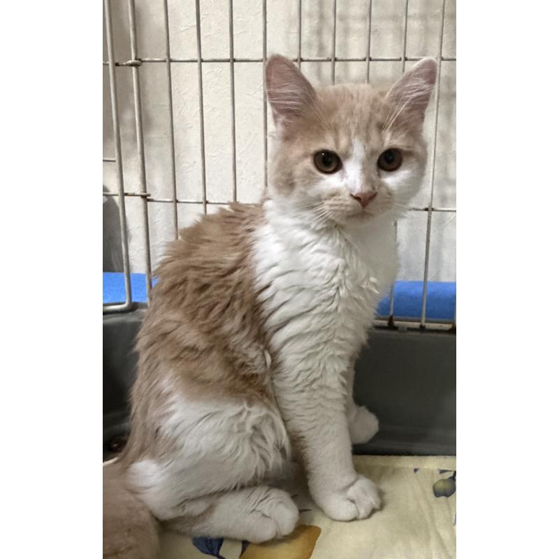 販売中の埼玉県のスコティッシュフォールド-124878の9枚目