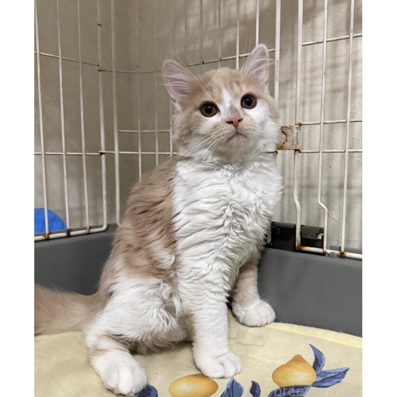 販売中の埼玉県のスコティッシュフォールド-124878の8枚目