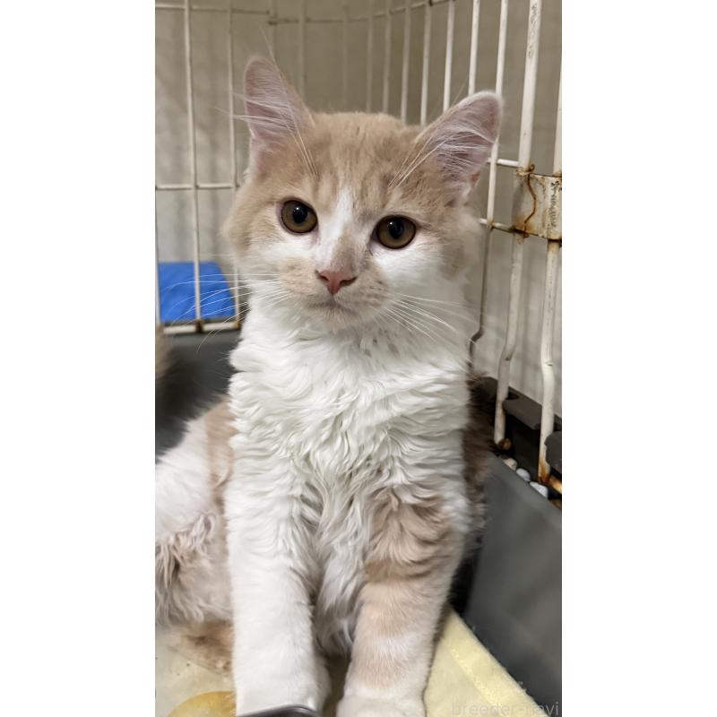 販売中の埼玉県のスコティッシュフォールド-124878の7枚目