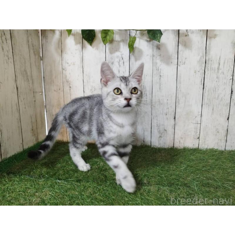 販売中の三重県のアメリカンショートヘア-122856の5枚目