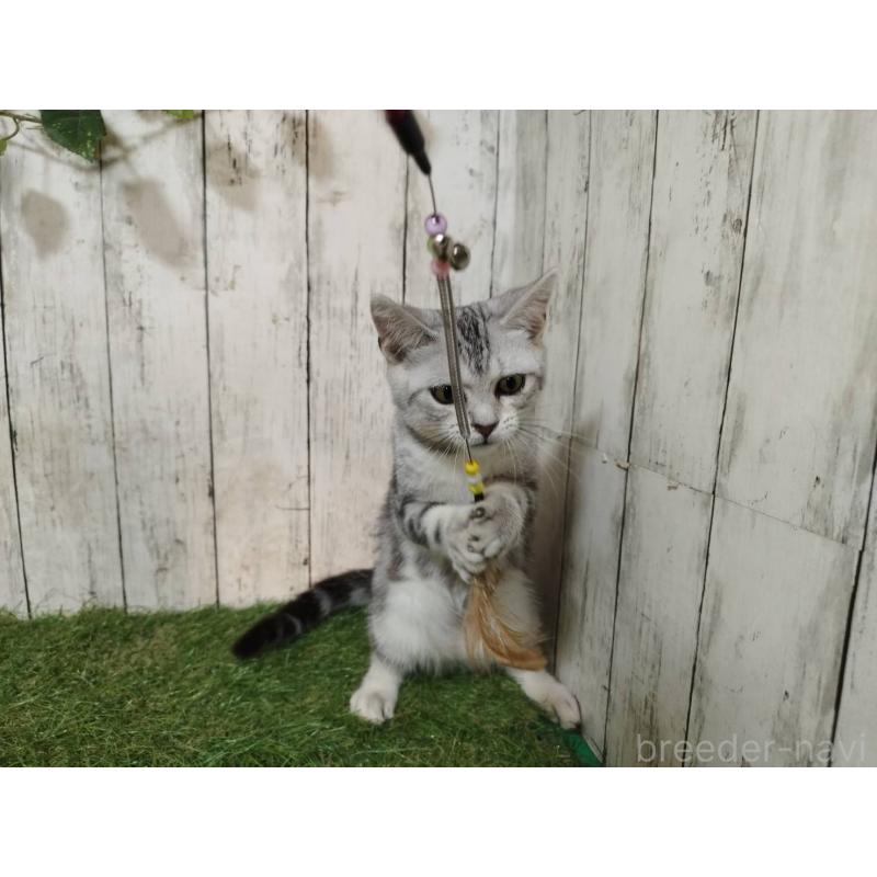 販売中の三重県のアメリカンショートヘア-122856の4枚目