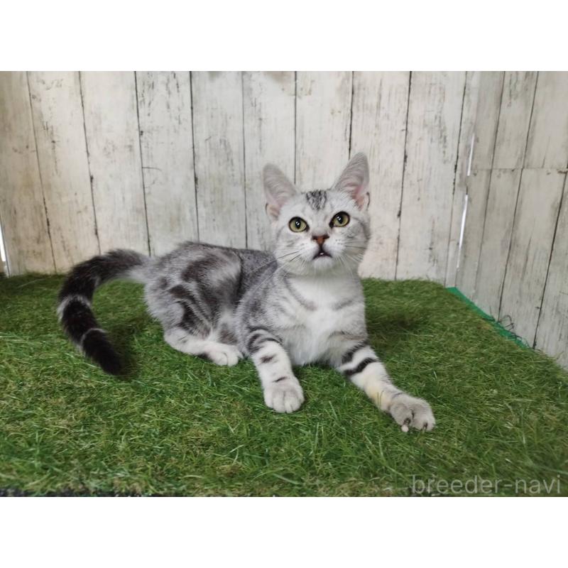 販売中の三重県のアメリカンショートヘア-122856の3枚目