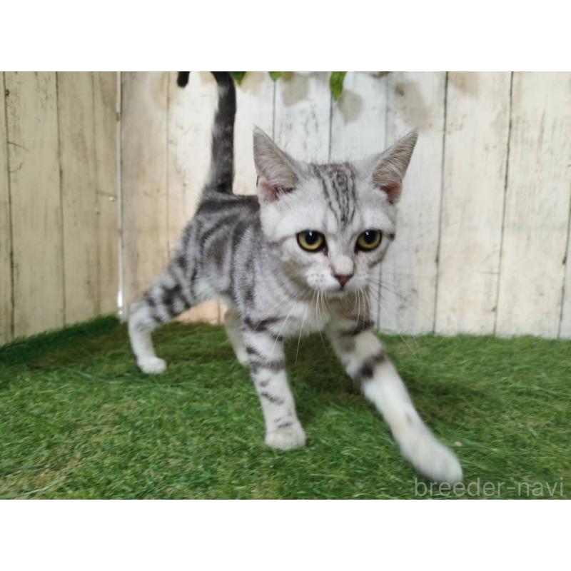 販売中の三重県のアメリカンショートヘア-122858の5枚目