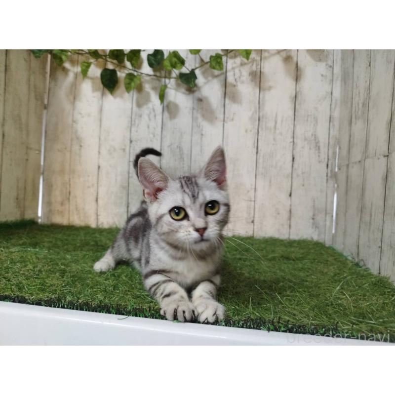 販売中の三重県のアメリカンショートヘア-122858の4枚目