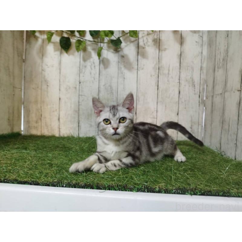 販売中の三重県のアメリカンショートヘア-122858の3枚目