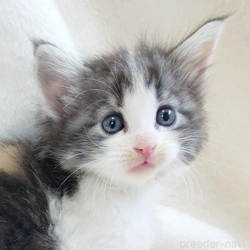 販売中の東京都のノルウェージャンフォレストキャット-130928