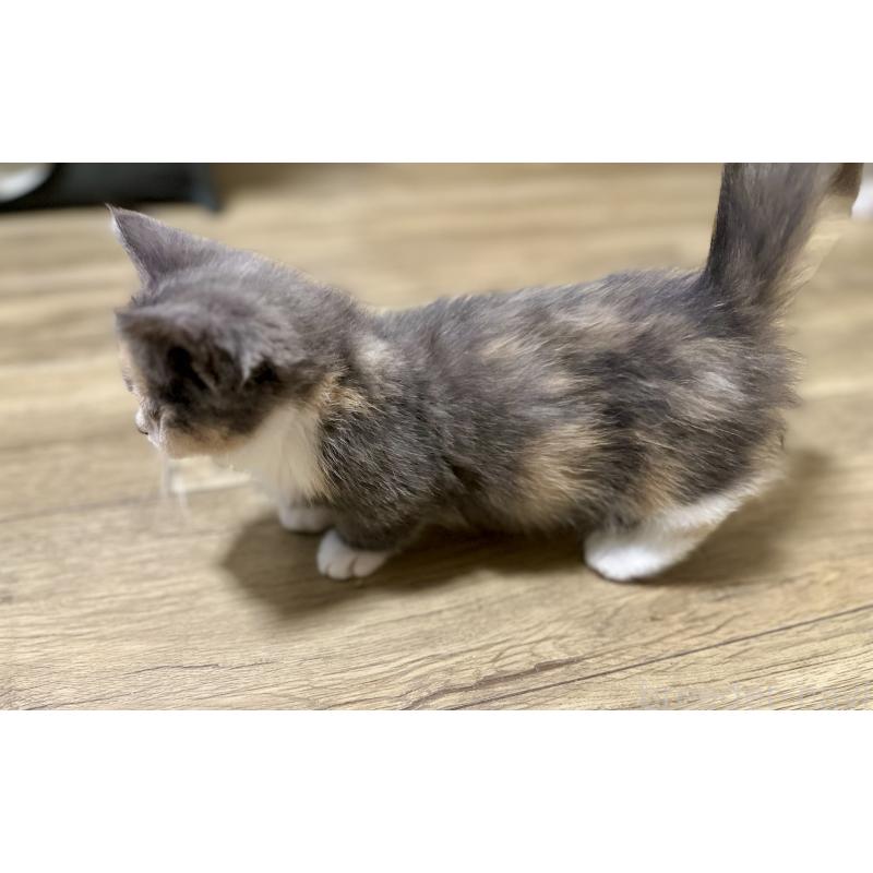 成約済の香川県のミヌエット(短足)-130233の6枚目