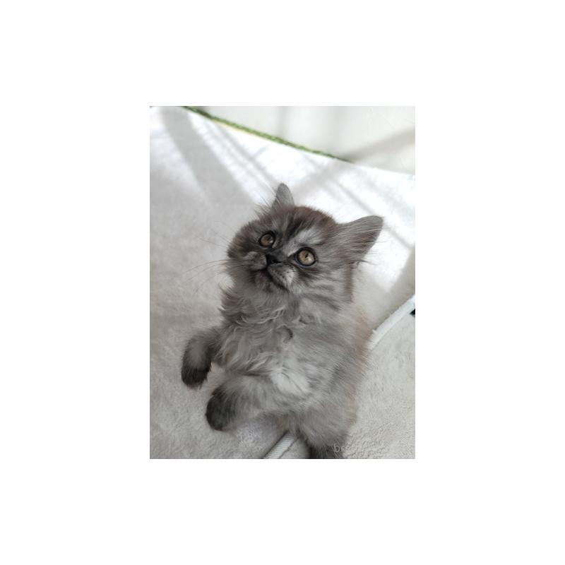 販売中の愛知県のセルカークレックス-128374の11枚目