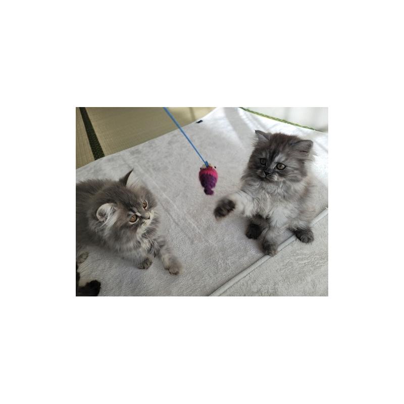 販売中の愛知県のセルカークレックス-128374の10枚目