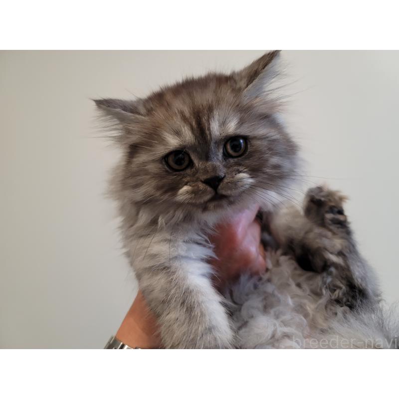 販売中の愛知県のセルカークレックス-128374の9枚目