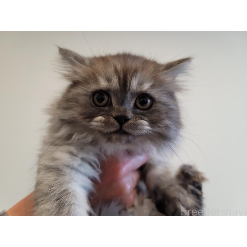 販売中の愛知県のセルカークレックス-128374の8枚目