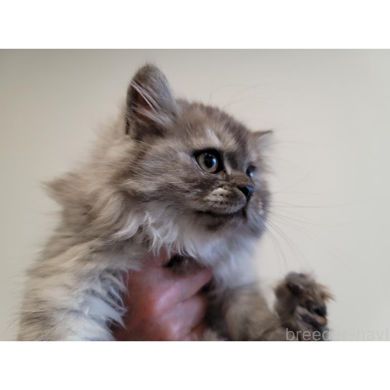 販売中の愛知県のセルカークレックス-128374の7枚目