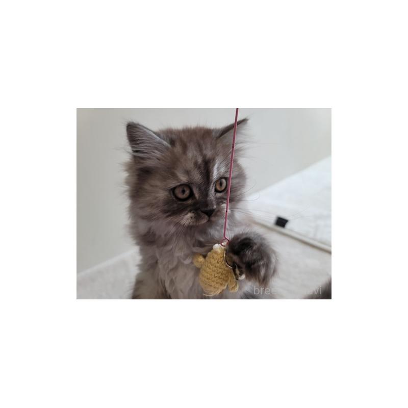 販売中の愛知県のセルカークレックス-128374の6枚目