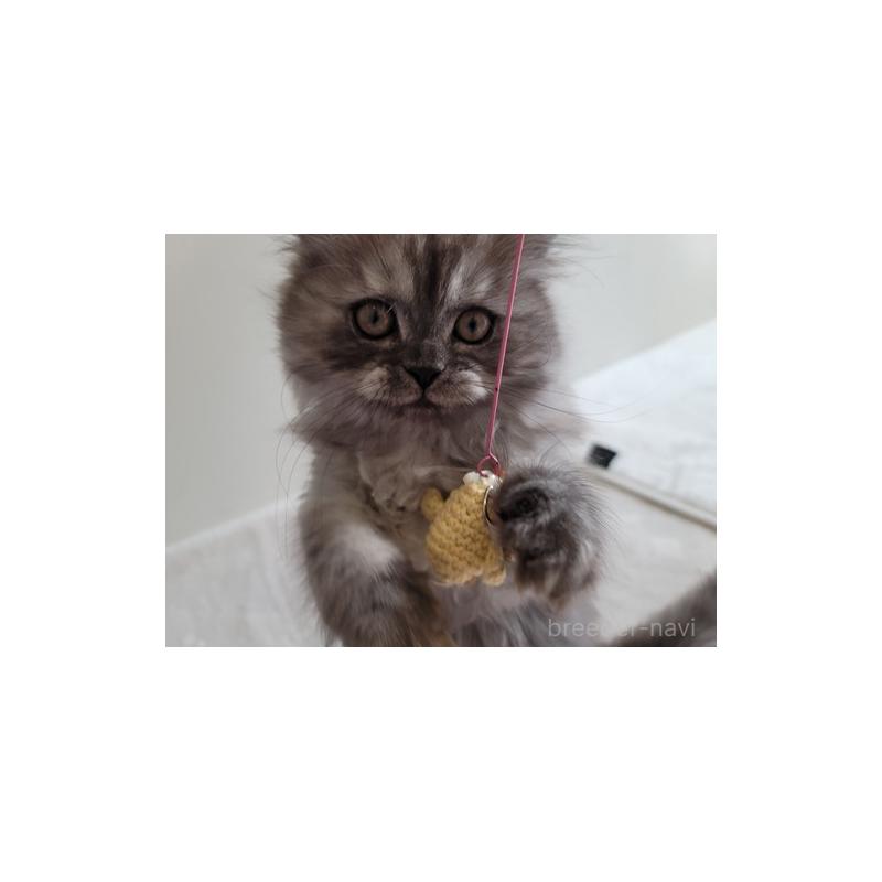 販売中の愛知県のセルカークレックス-128374の5枚目