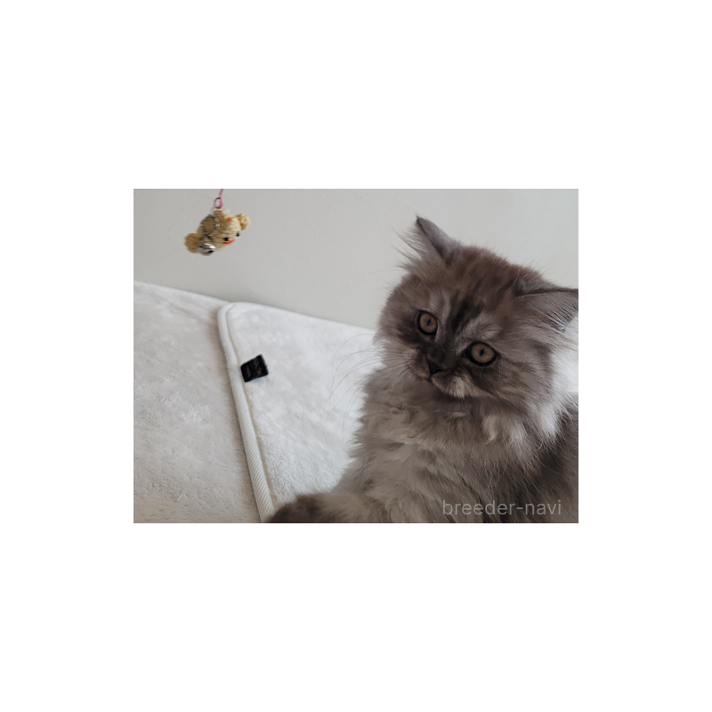 販売中の愛知県のセルカークレックス-128374の4枚目