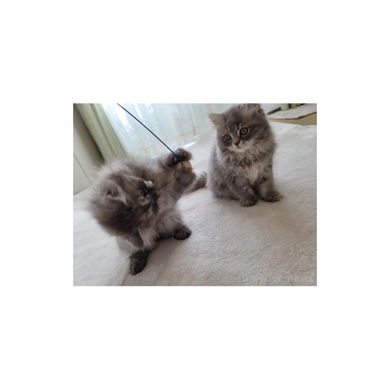 販売中の愛知県のセルカークレックス-128374の3枚目