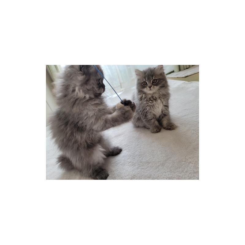 販売中の愛知県のセルカークレックス-128374の2枚目