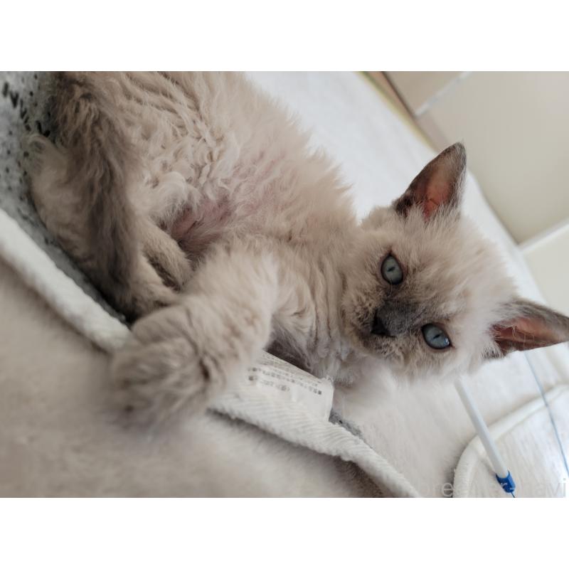 販売中の愛知県のセルカークレックス-128377の8枚目