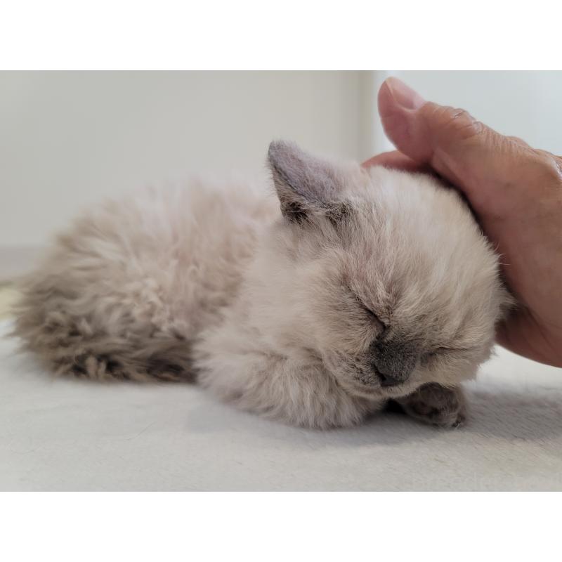 販売中の愛知県のセルカークレックス-128377の7枚目