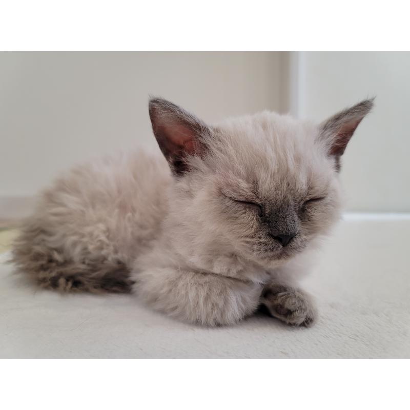 販売中の愛知県のセルカークレックス-128377の6枚目