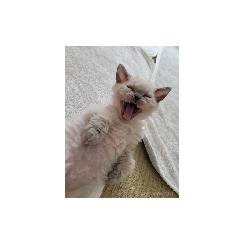 販売中の愛知県のセルカークレックス-128377の5枚目