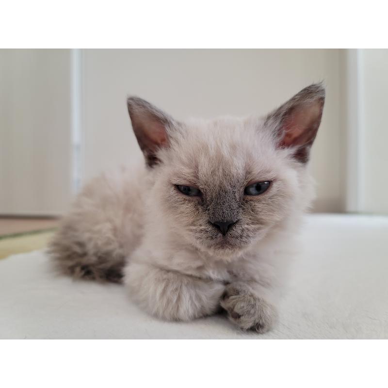 販売中の愛知県のセルカークレックス-128377の4枚目