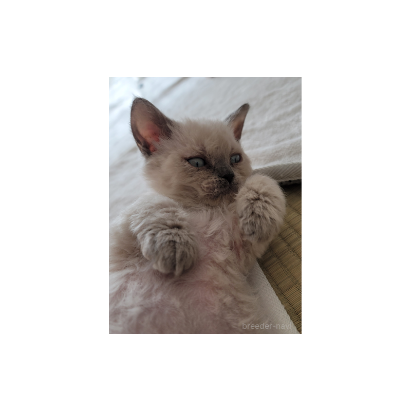 販売中の愛知県のセルカークレックス-128377の3枚目