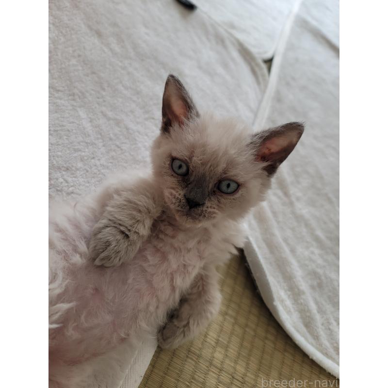 販売中の愛知県のセルカークレックス-128377の2枚目