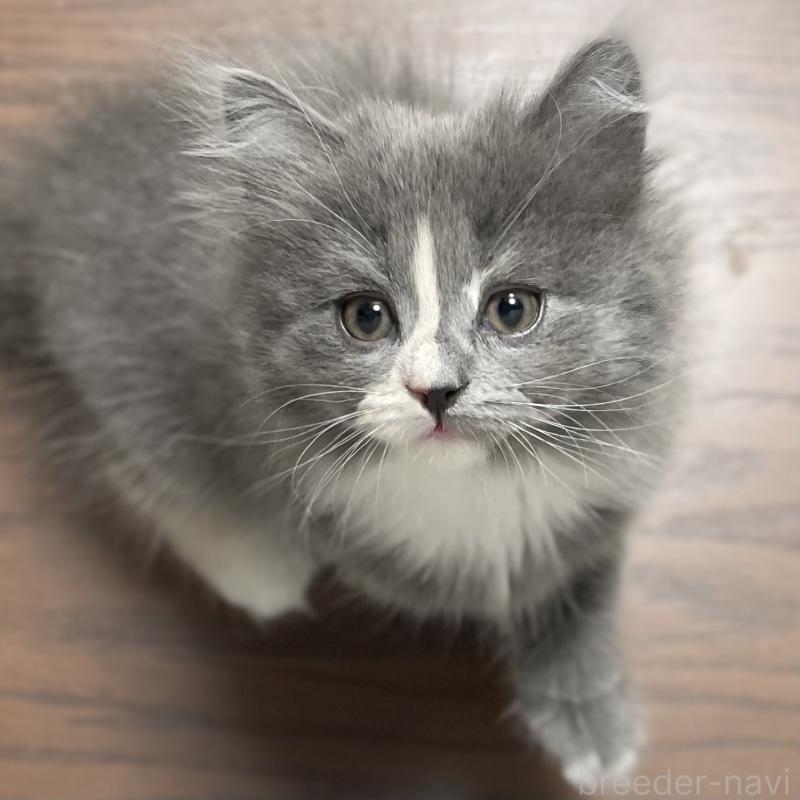 販売中の愛知県のミヌエット-129450