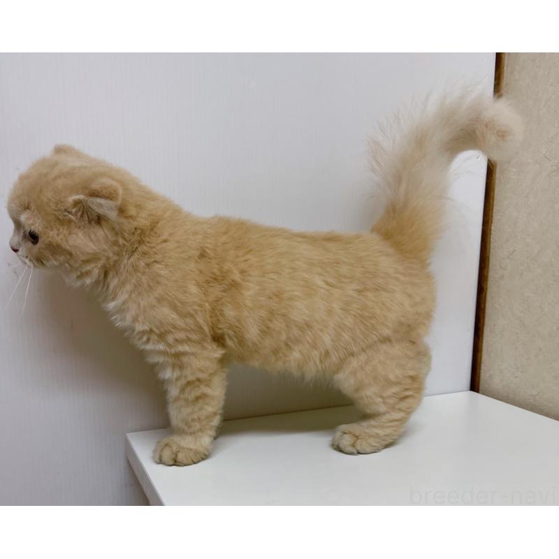 成約済の東京都のスコティッシュフォールド(折れ耳)-126653の4枚目