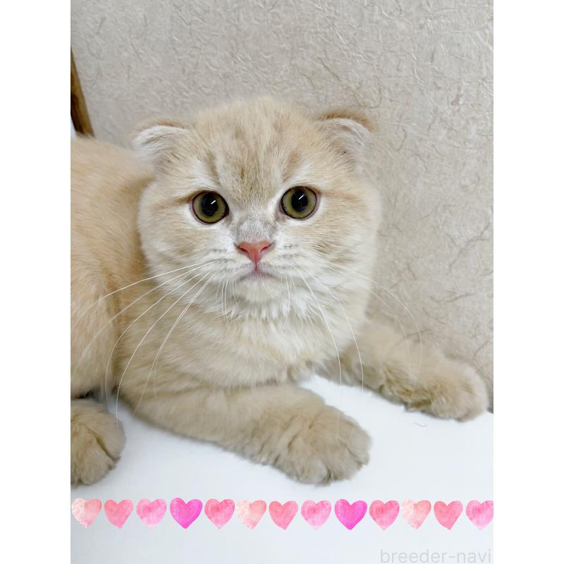 成約済の東京都のスコティッシュフォールド(折れ耳)-126653の3枚目