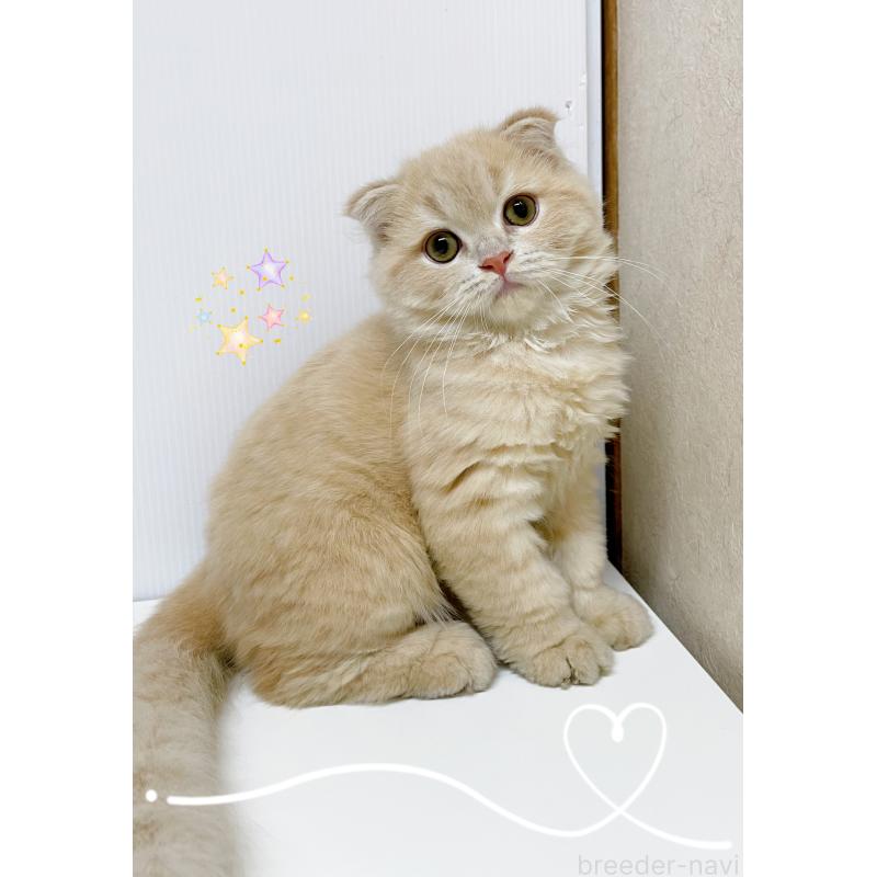 成約済の東京都のスコティッシュフォールド(折れ耳)-126653の2枚目