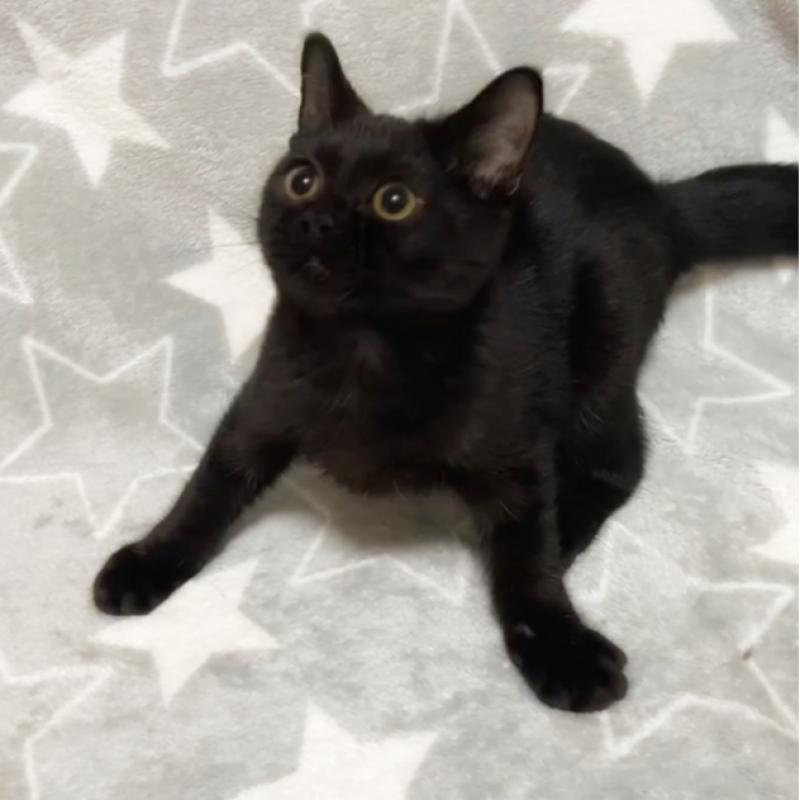 成約済の埼玉県のボンベイ-131378の3枚目