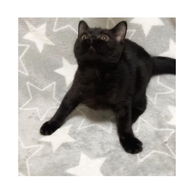 成約済の埼玉県のボンベイ-131378の2枚目