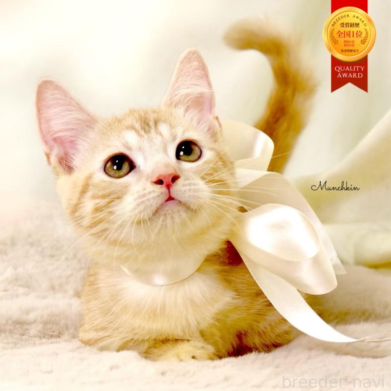 販売中の栃木県のマンチカン(短足)-128349