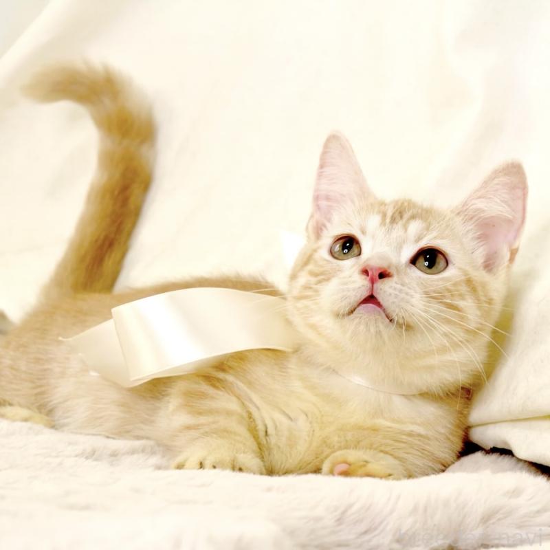 販売中の栃木県のマンチカン(短足)-128349の10枚目