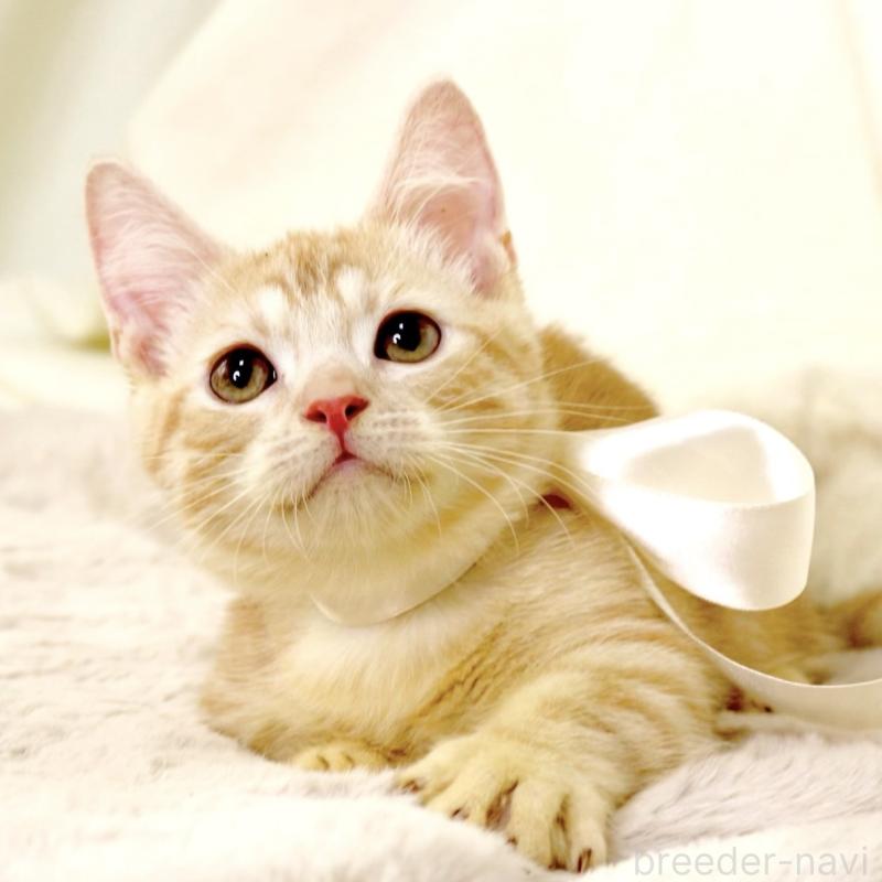 販売中の栃木県のマンチカン(短足)-128349の9枚目