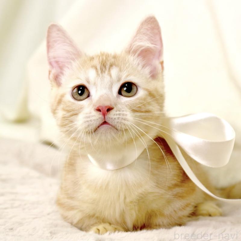 販売中の栃木県のマンチカン(短足)-128349の8枚目