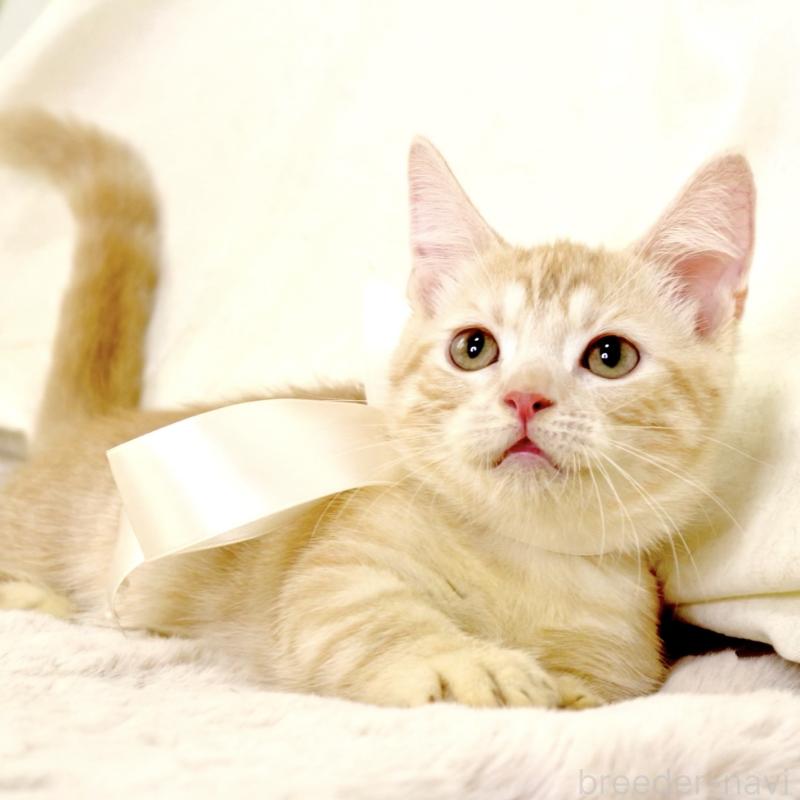 販売中の栃木県のマンチカン(短足)-128349の7枚目