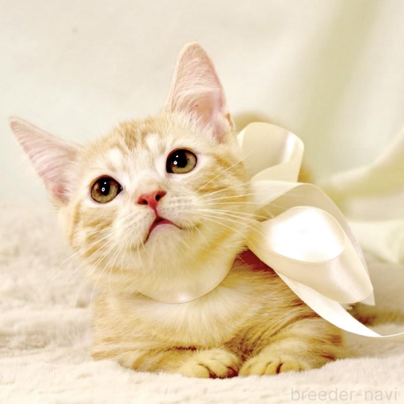 販売中の栃木県のマンチカン(短足)-128349の6枚目