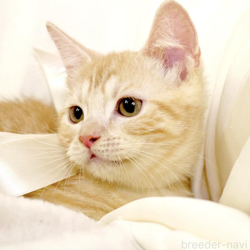 販売中の栃木県のマンチカン(短足)-128349の5枚目