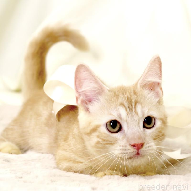 販売中の栃木県のマンチカン(短足)-128349の4枚目