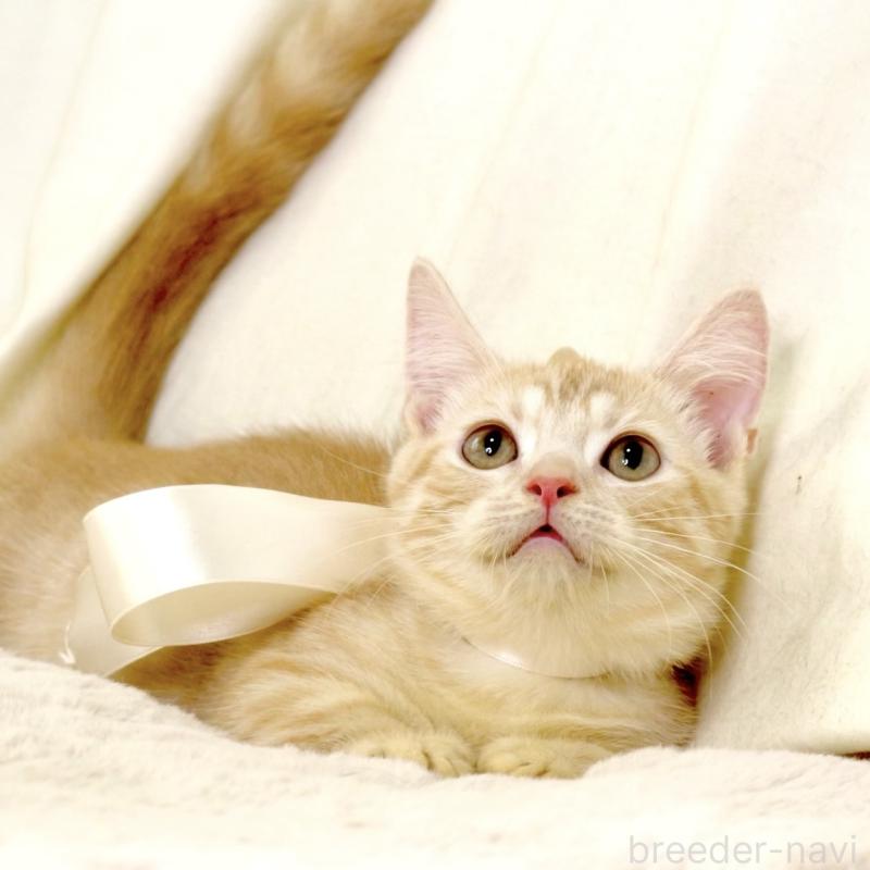 販売中の栃木県のマンチカン(短足)-128349の3枚目