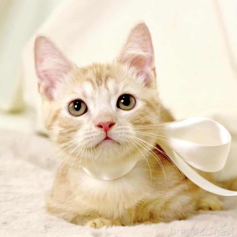 販売中の栃木県のマンチカン(短足)-128349の2枚目